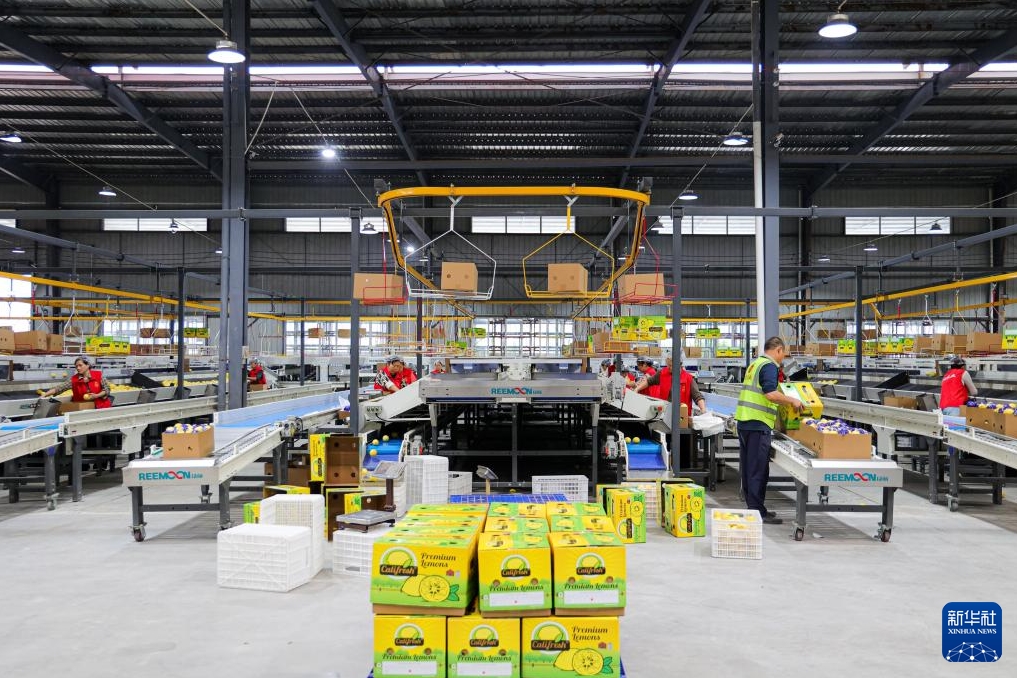 レモンの収穫シーズン到來(lái)、出荷作業(yè)に大忙しの四川省安岳県