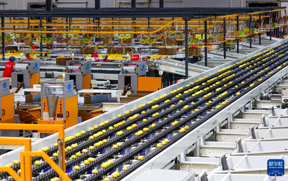 レモンの収穫シーズン到來、出荷作業(yè)に大忙しの四川省安岳県