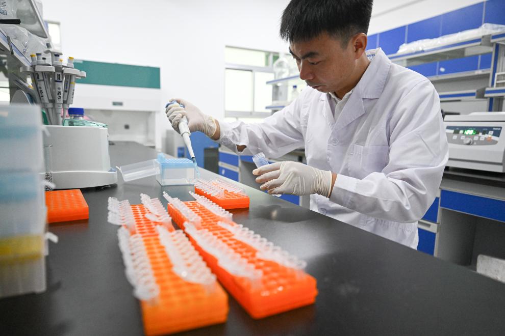 2022年9月28日、海南省儋州市にある中國(guó)熱帯農(nóng)業(yè)科學(xué)院の実験室で科學(xué)研究試験を行う科學(xué)研究者。撮影?蒲暁旭