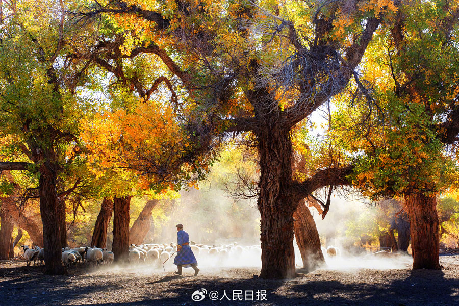 コトカケヤナギ林が織りなすカラフルな秋景色　內蒙古