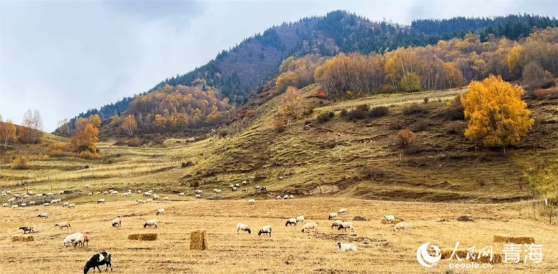 霜が降りる季節(jié)となり、木々や草が黃色に染まった青海省と甘粛省との境界にある祁連山（撮影?張莉萍）。