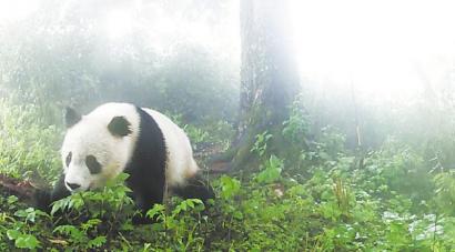 屋外モニタリングカメラが捉えたパンダ（寫真提供?松潘県林業(yè)?草原局）。