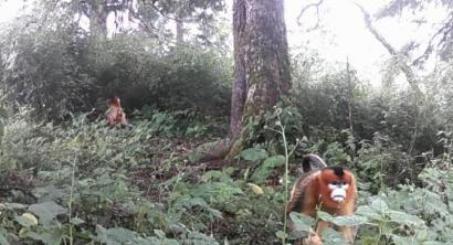 四川キンシコウ（寫真提供?松潘県林業(yè)?草原局）。