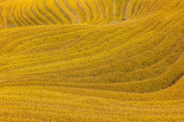 収穫期迎え、黃金色に輝く広西の竜脊棚田