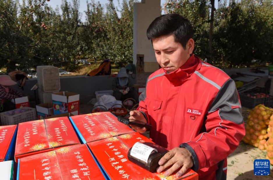 農(nóng)家の増収に寄與する特産のリンゴ　新疆?阿克蘇