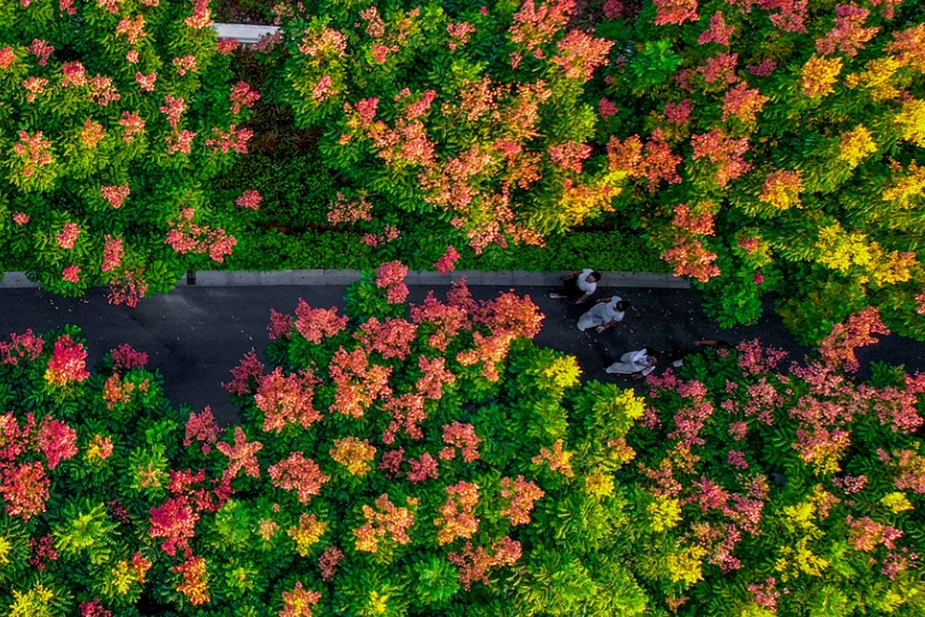 「秋の裝い」をまとった色とりどりのモクゲンジ　福建省廈門