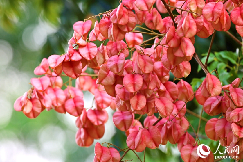 「秋の裝い」をまとった色とりどりのモクゲンジ　福建省廈門