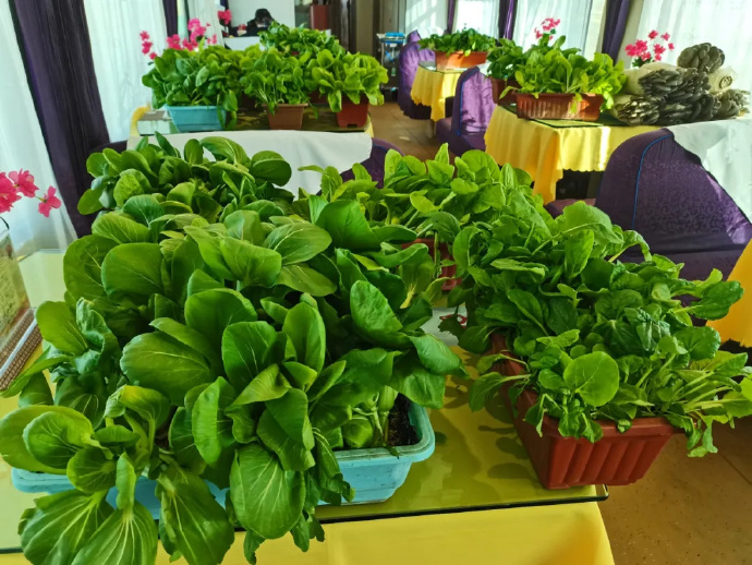 食堂車で「採(cǎi)れたて野菜をその場(chǎng)で調(diào)理」サービスを開(kāi)始