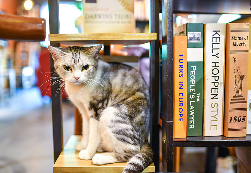 北京市のある書店（資料寫真。寫真著作権はCFP視覚中國所有のため転載禁止）