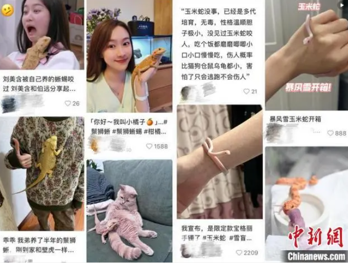 一部のペット愛好家の心を「鷲摑み」にしているマニアックなペット（ソーシャルメディアのスクリーンショット）。