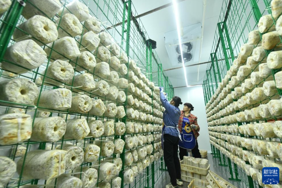 農(nóng)村の産業(yè)振興を後押しするスマート小型コンテナ　広西