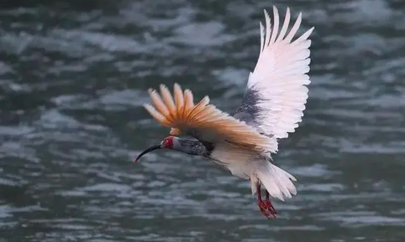 トキ（資料寫真）。