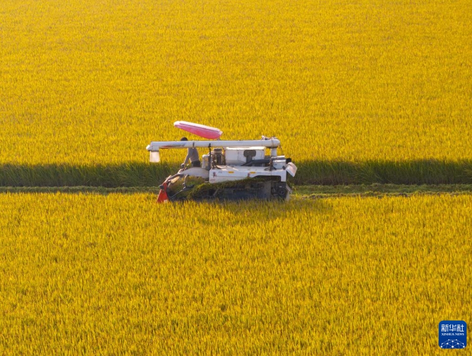 江蘇省興化市周荘鎮(zhèn)西滸村で、農(nóng)機(jī)を運(yùn)転して稲刈りをする様子（11月3日、ドローンによる撮影?周社根）