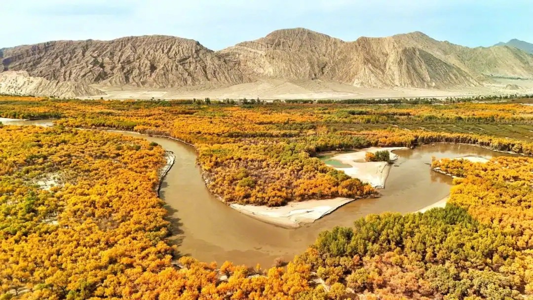 季節(jié)限定の「コトカケヤナギ観光列車」　新疆