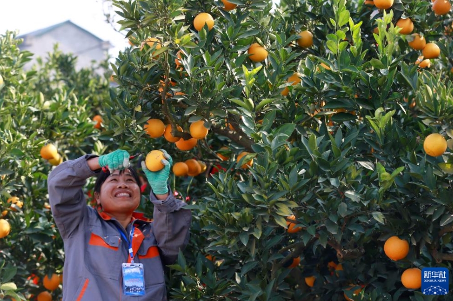ネーブルオレンジ畑で収穫や搬送のスキル競(jìng)うコンテスト　湖北省