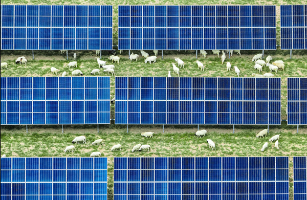 発電所が「太陽光発電＋生態(tài)」シーンを構(gòu)築。畫像提供は取材先