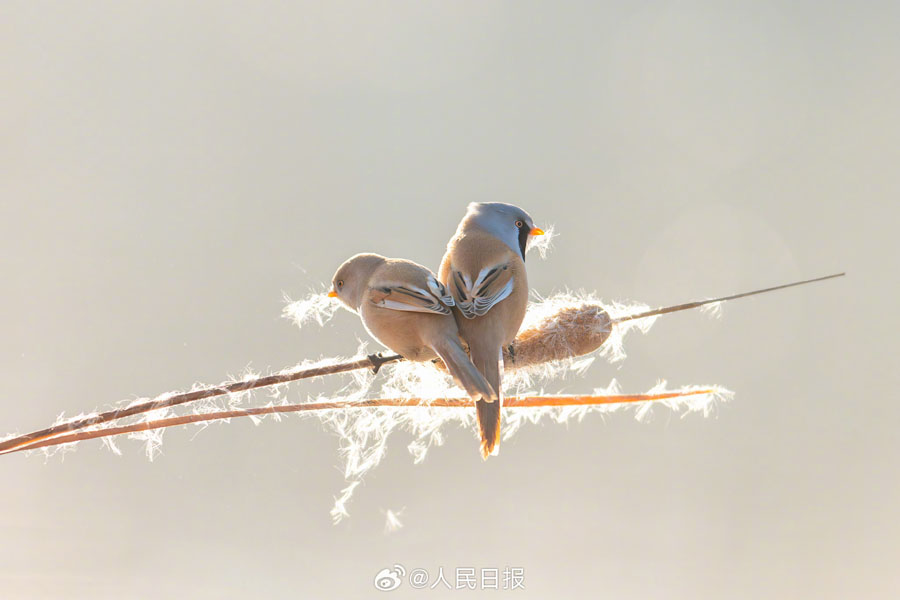 濕地で戯れる愛(ài)らしい小鳥(niǎo)たち　黒竜江省