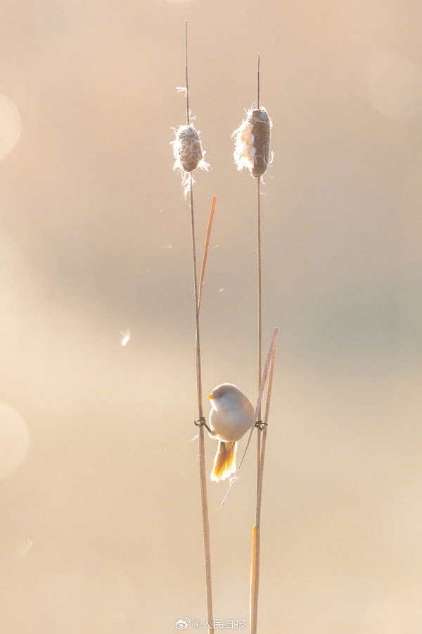 濕地で戯れる愛らしい小鳥たち　黒竜江省
