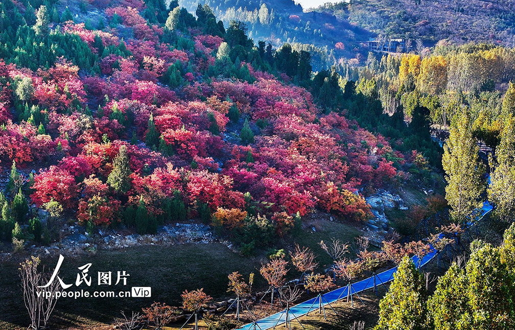 農(nóng)村の道を彩る美しい紅葉　山東省棗荘