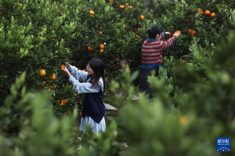 柑橘類、カヤの実、サフラン……特産物が豊作を迎えた浙江省の町