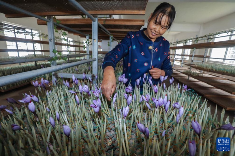 柑橘類、カヤの実、サフラン……特産物が豊作を迎えた浙江省の町