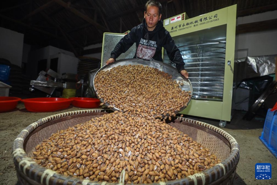 柑橘類、カヤの実、サフラン……特産物が豊作を迎えた浙江省の町