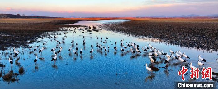 吉林省蛟河市に飛來したコウノトリの群れ。撮影?田宇