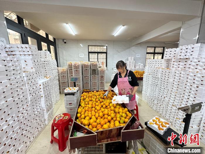 「中國(guó)種なしミカンの里」で収穫?販売ピーク　浙江省