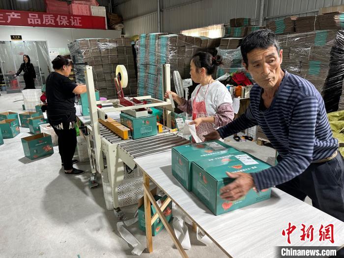 「中國(guó)種なしミカンの里」で収穫?販売ピーク　浙江省