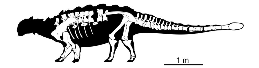 「獣紋華夏冑竜」の骨格図。白いのは発見された部分。（作成?朱子恒、葉健豪）