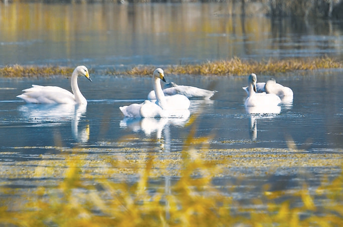 北京市郊外にある密雲(yún)ダムの上流を流れる川?清水河で、オオハクチョウが戯れたり、羽根を広げて飛び回る「白鳥の湖」のような光景（撮影? 李婕）。