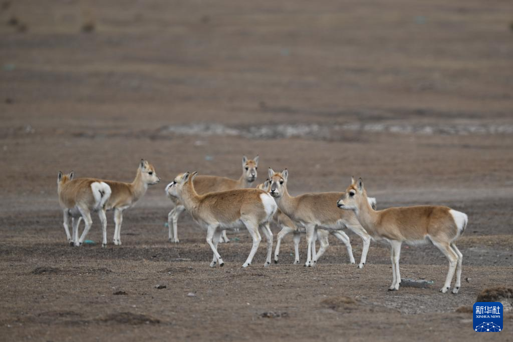 絶滅が危懼されたプシバルスキーガゼルの個體數(shù)が3400頭まで回復(fù)　青海省
