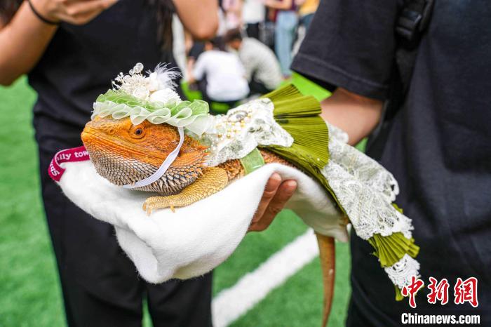 來場者に取り囲まれていた華麗に著飾ったフトアゴヒゲトカゲ。（寫真提供は華南農(nóng)業(yè)大學）