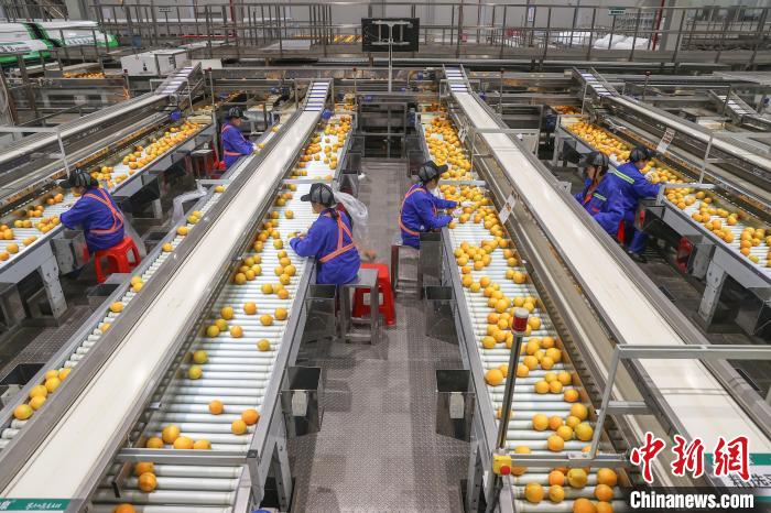 1日2500トンの贛南ネーブルオレンジを選別する大型加工工場 江西省