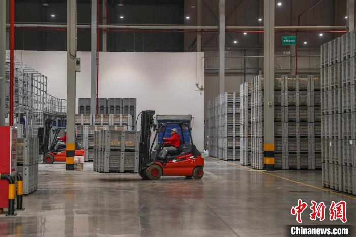 1日2500トンの贛南ネーブルオレンジを選別する大型加工工場(chǎng)　江西省