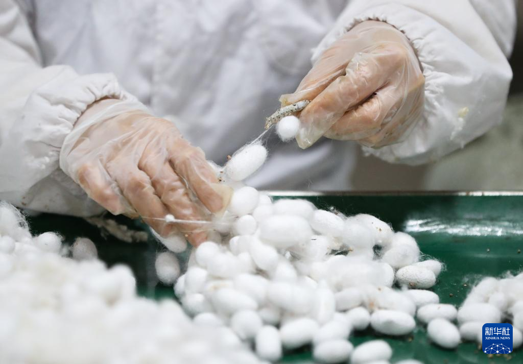 養(yǎng)蠶業(yè)のモデルチェンジとアップグレードをスマート化で推進　湖南省瀏陽