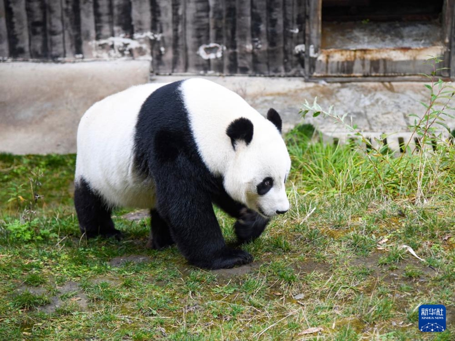 四川省阿壩蔵（アバ?チベット）族羌（チャン）族自治州九寨溝県の甲勿海ジャイアントパンダ保護(hù)研究園で撮影されたオスのジャイアントパンダ「小禮物（シャオリーウー）」?！感《Y物」は2012年7月29日に米サンディエゴ動(dòng)物園で誕生（10月11日撮影?胥氷潔）。