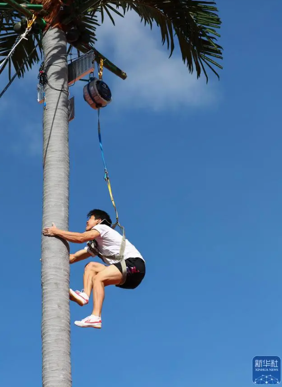 11月24日、ヤシの木に登る選手。