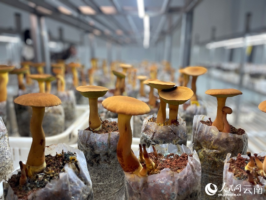 人工栽培の「見(jiàn)手青」は良好な成長(zhǎng)具合を示している。撮影?程浩