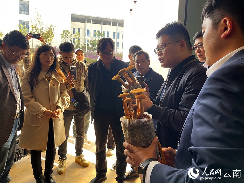 人工栽培の「見(jiàn)手青」を紹介するスタッフ。撮影?程浩