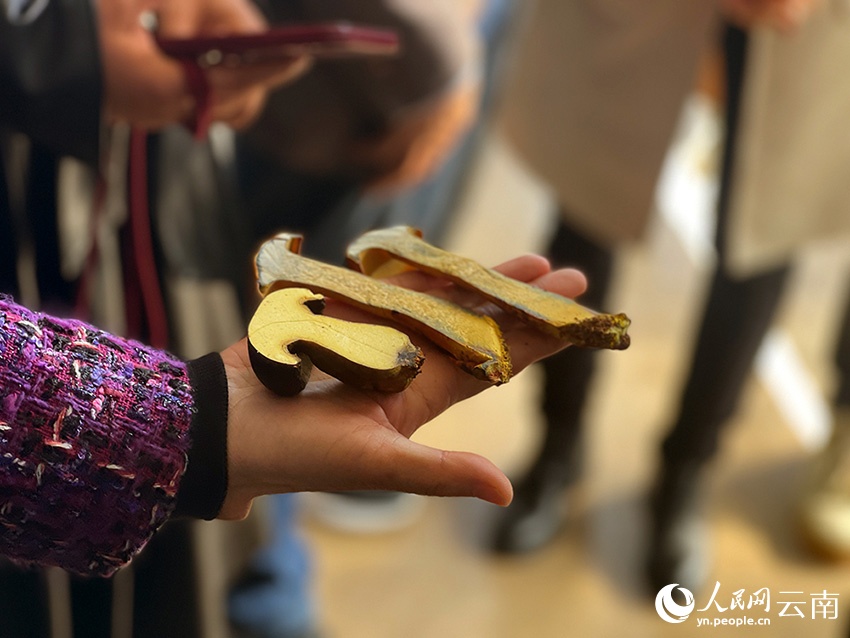 人工栽培の「見(jiàn)手青」の斷面。撮影?程浩