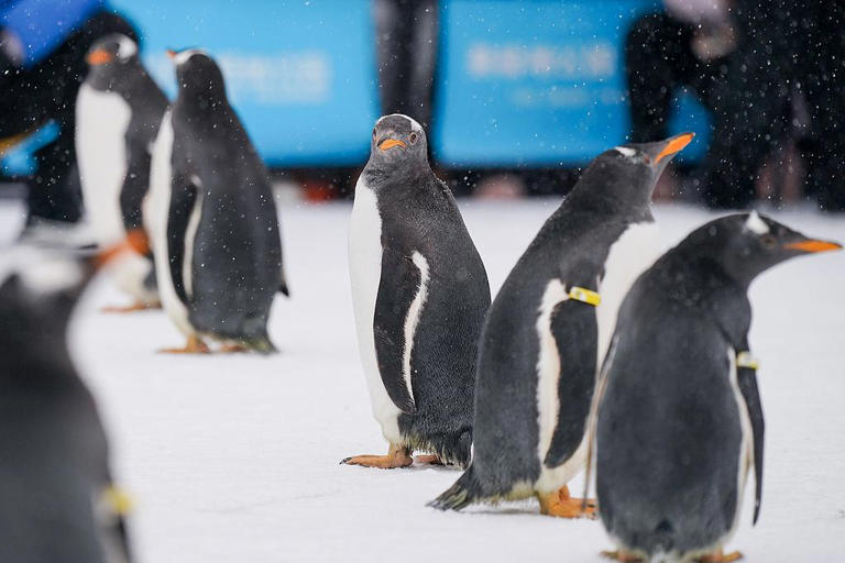 黒竜江省哈爾浜(ハルビン)市の極地公園では今月26日、同市のオリジナル文化観光キャラクター「淘學(xué)ペンギン」が今シーズンの冬初めて登場。ペンギン10匹が、よちよち歩きで同市のランドマーク?聖ソフィア大聖堂前に集まったファンの前に登場。
