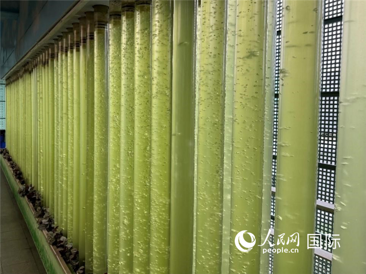 會展センターの會議室の微細藻類システム。撮影：宋歌