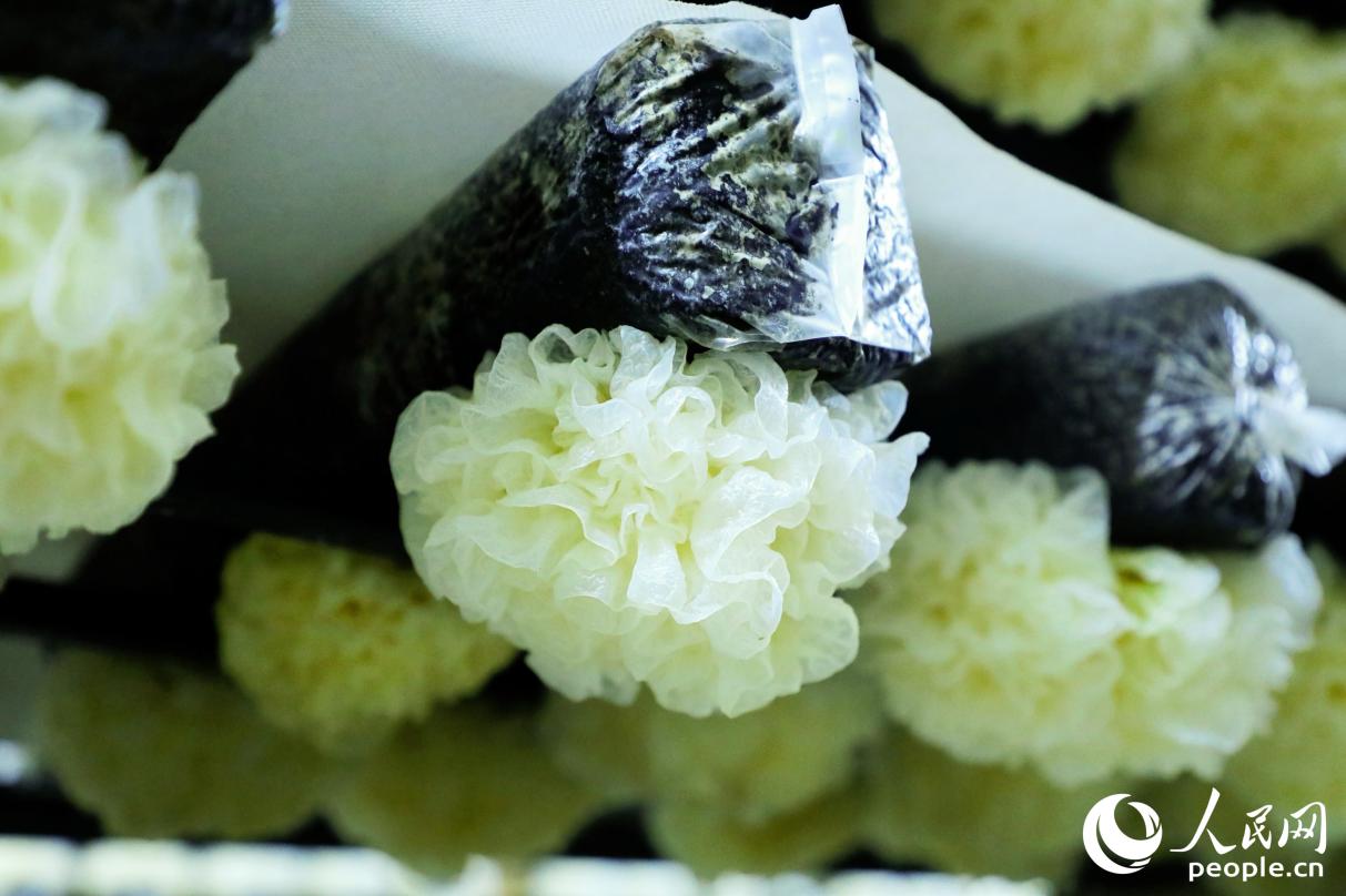 キノコハウス內(nèi)の新品種「シロキクラゲHT108」は下向きに置き、メイン栽培品種の「古田シロキクラゲTr21」と區(qū)別している。撮影?李唯一