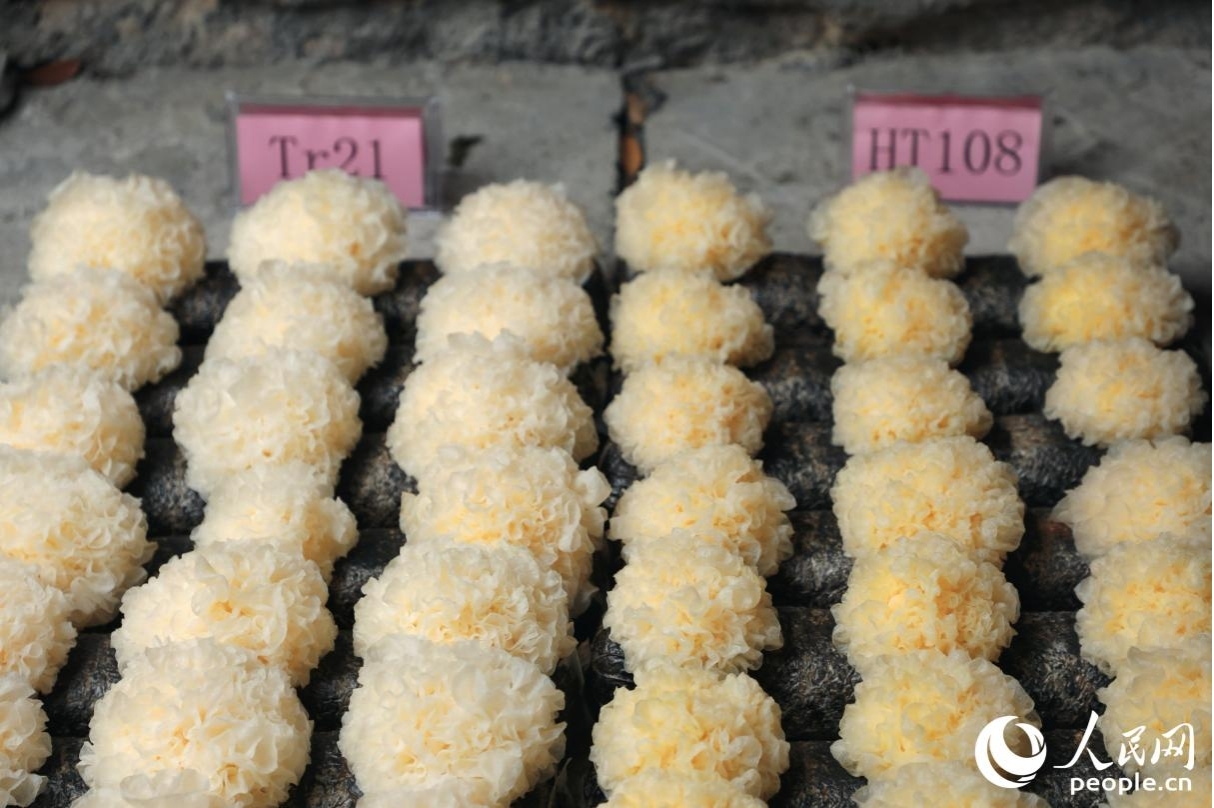 新品種「シロキクラゲHT108」とメイン栽培品種「古田シロキクラゲTr21」の現(xiàn)場での比較。撮影?李唯一