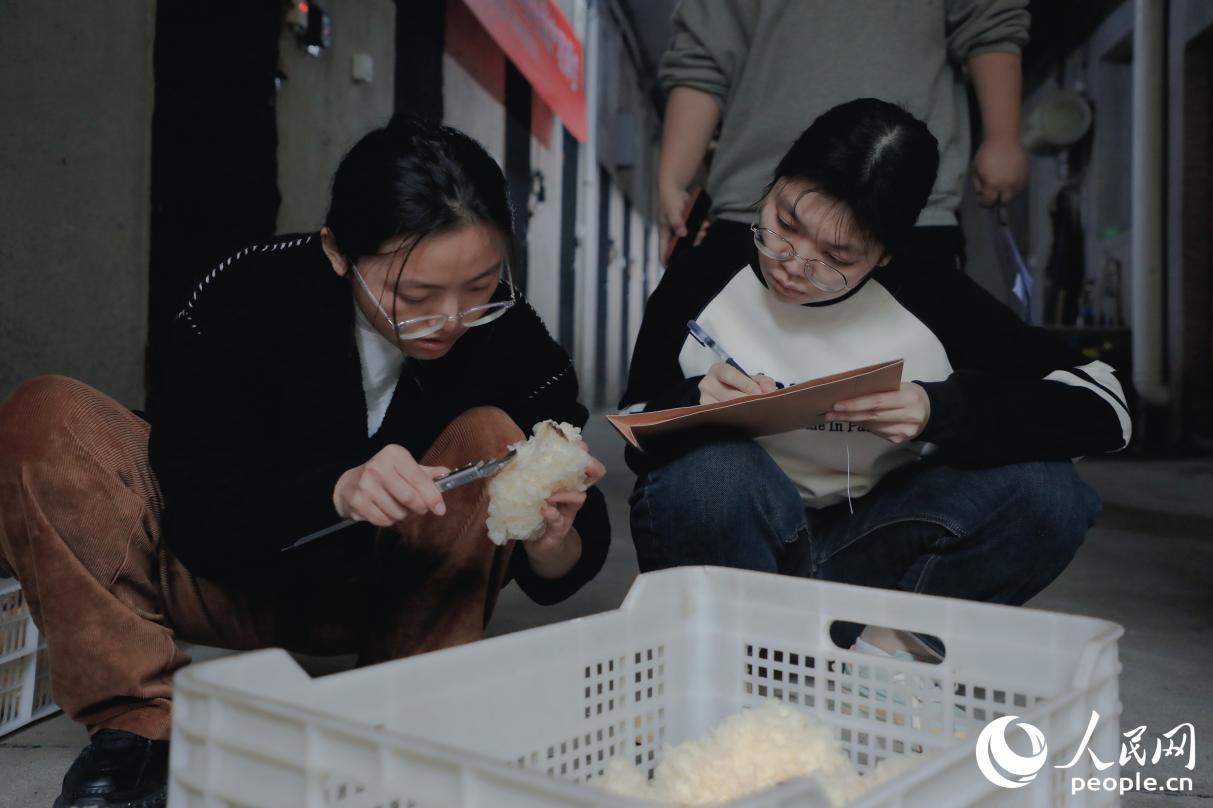 収量測定現(xiàn)場で、新品種「シロキクラゲHT108」の関連データを記録する研究チーム。撮影?李唯一