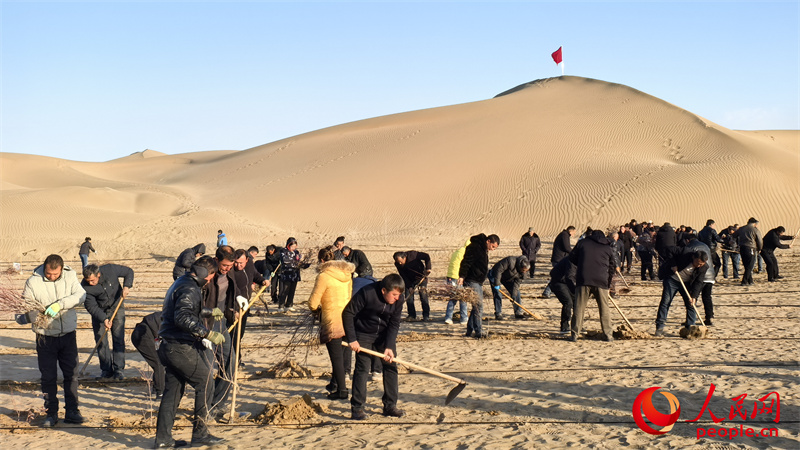 タクラマカン砂漠周辺を囲むグリーン防砂帯の「接合」作業(yè)現(xiàn)場の様子（撮影?陳新輝）。