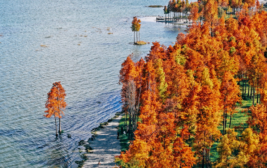 初冬の淡水湖?洱海の湖岸に映える美しいメタセコイア　雲(yún)南省