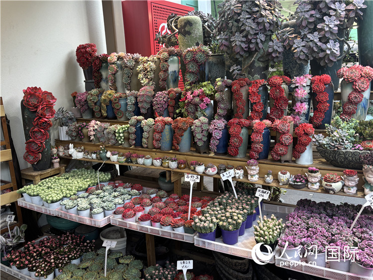 オランダフラワータウンで販売されている多肉植物（撮影?曹欣悅）。