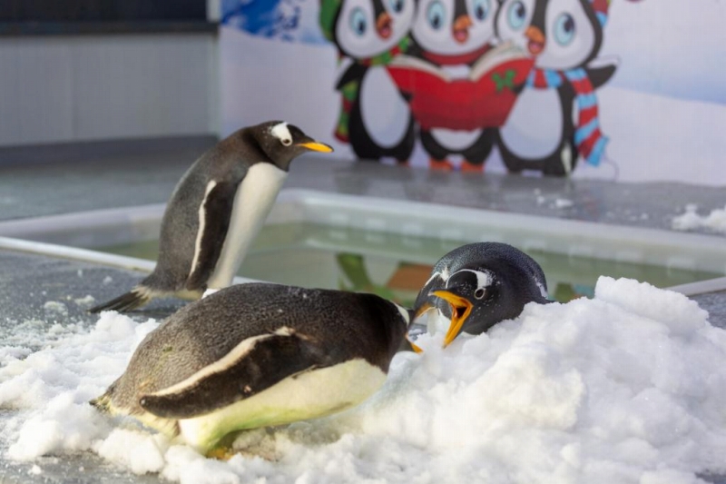 2024年11月8日に撮影された中國冷極村のペンギン。（撮影?林波）